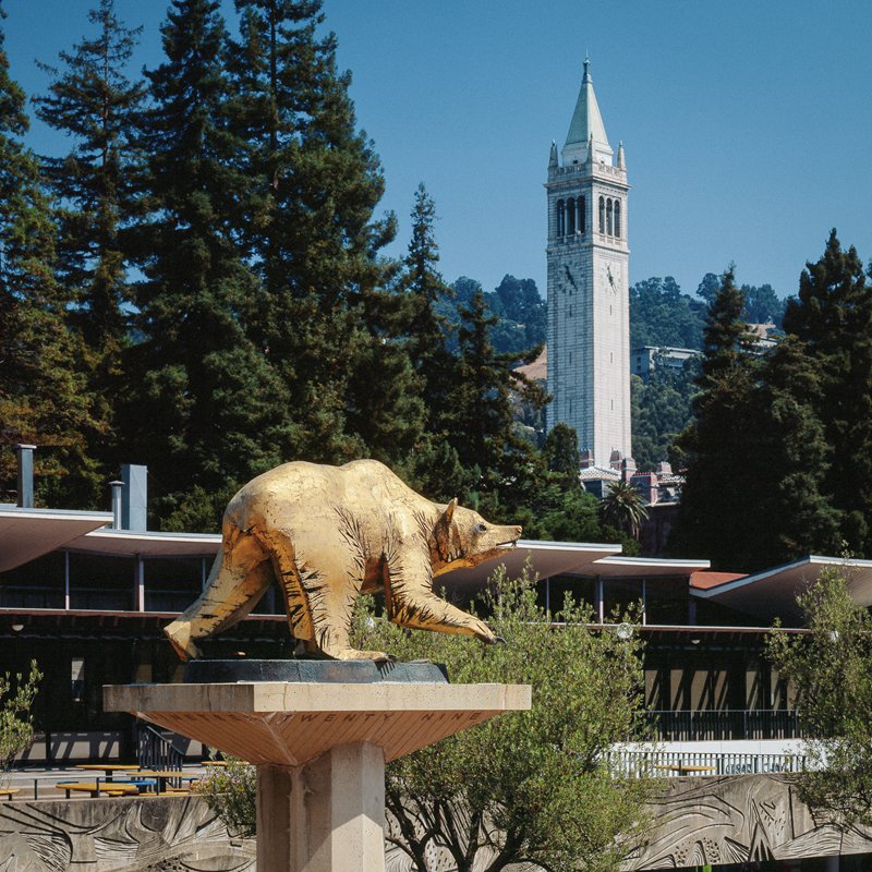 California Golden Bear