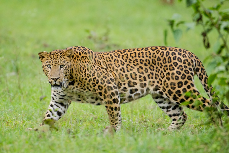 Wildlife Leopard