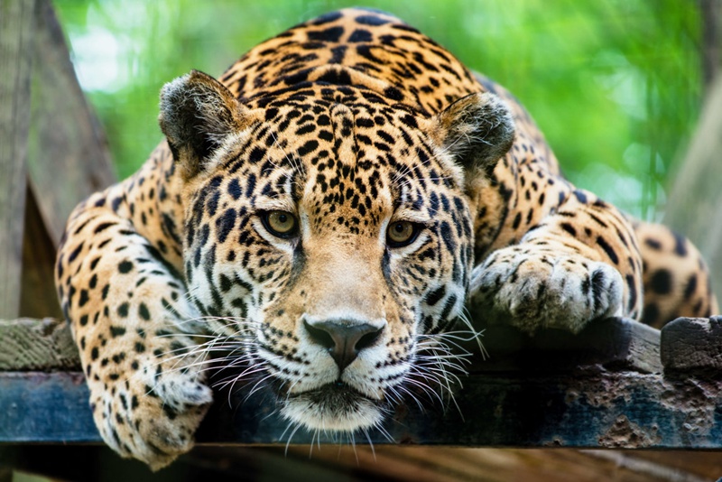 wildlife Jaguar