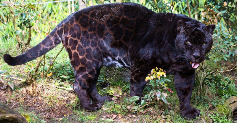 wildlife panther